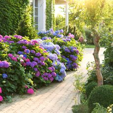 Pink and purple hydrangeas along walkway next to house