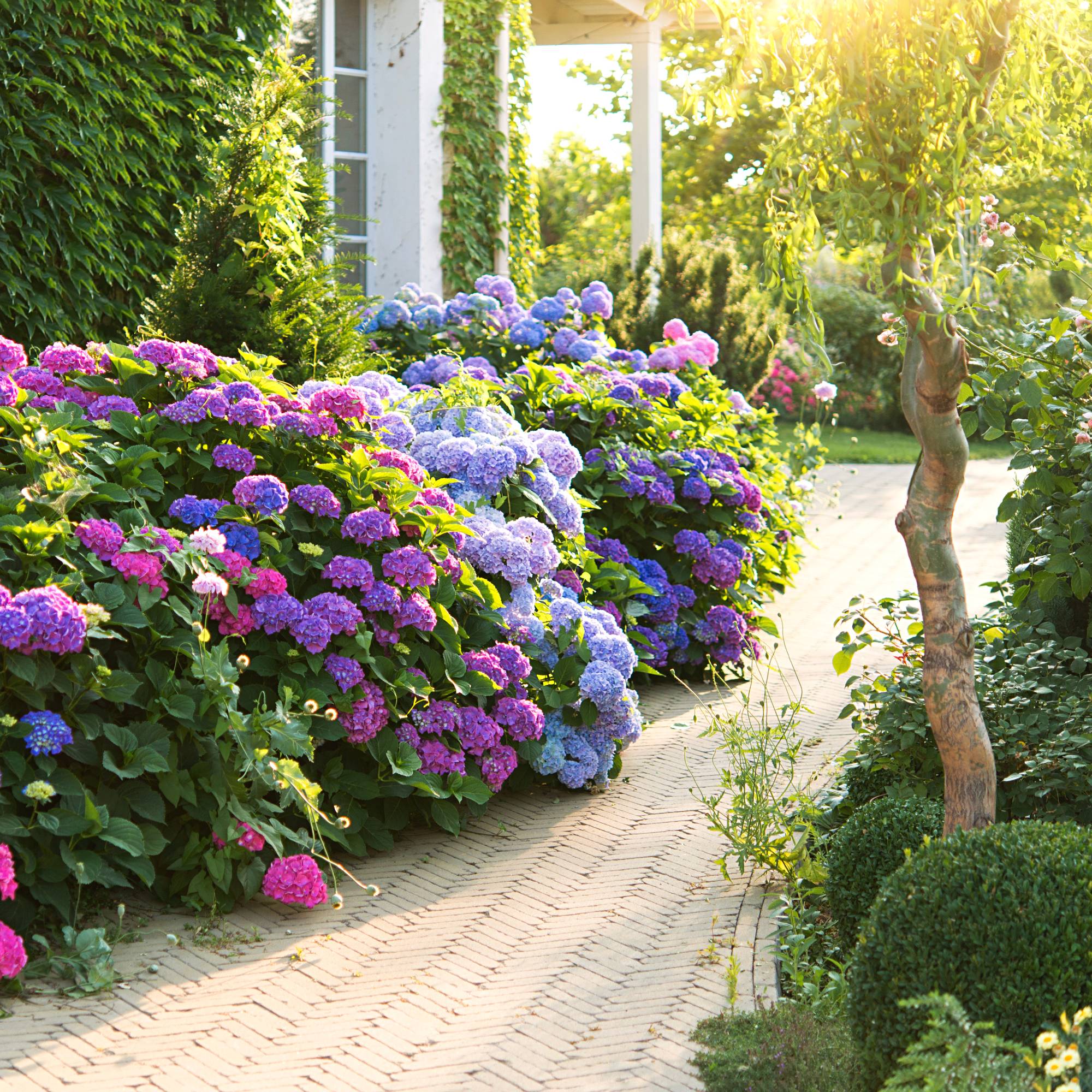 Pink and purple hydrangeas along walkway next to house