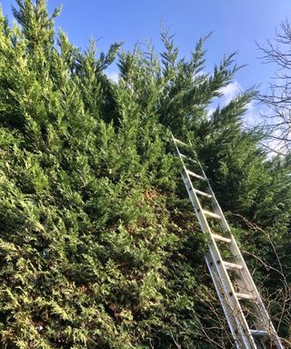 An overgrown cypress hedge being trimmed with a ladder leaning against it