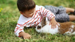 Boy in white and red stripe shirt stroking white and brown large rabbit on the grass