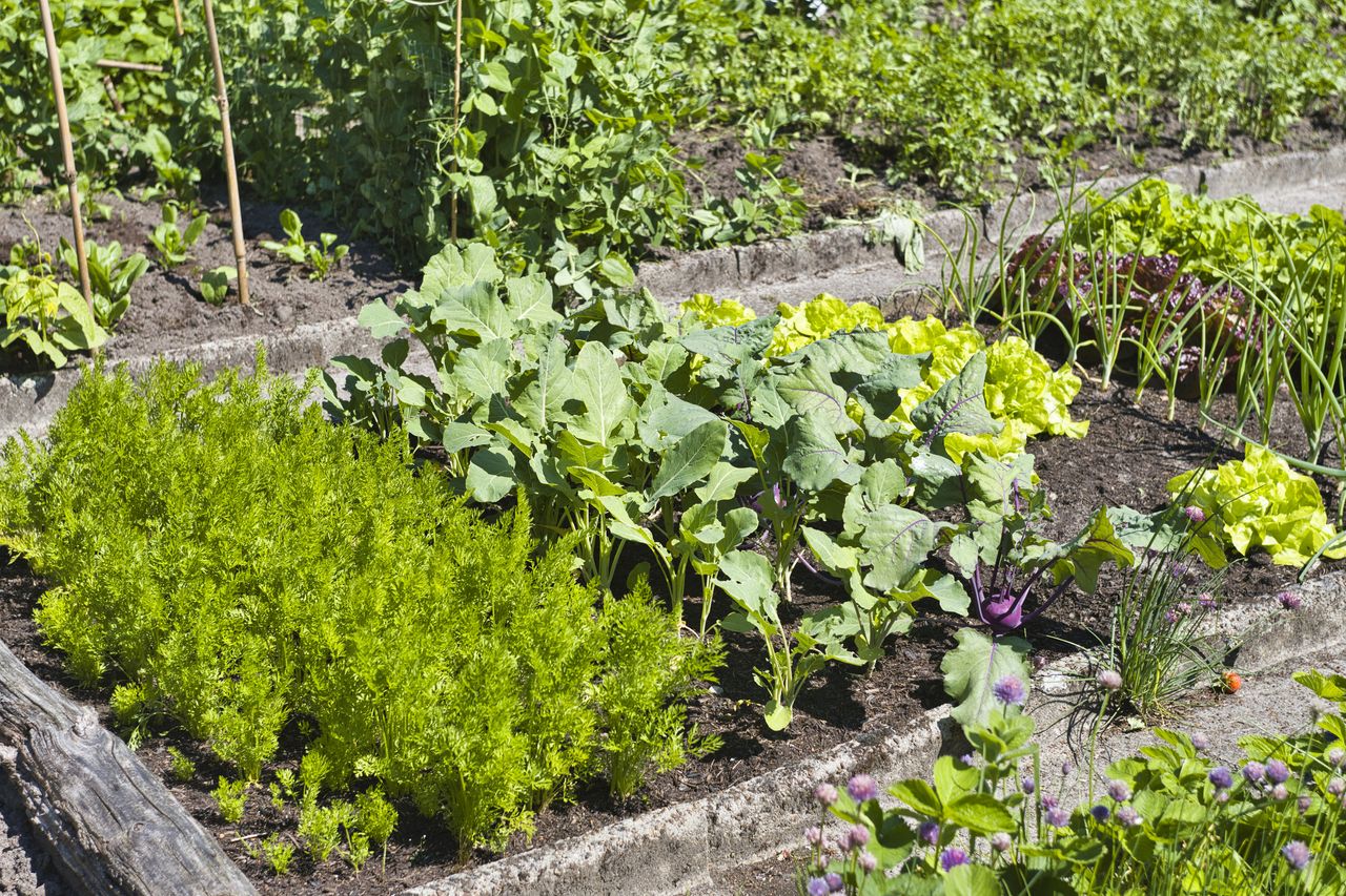 A selection of vegetable growing in a vegetable bed