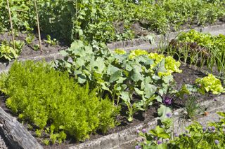 A selection of vegetable growing in a vegetable bed