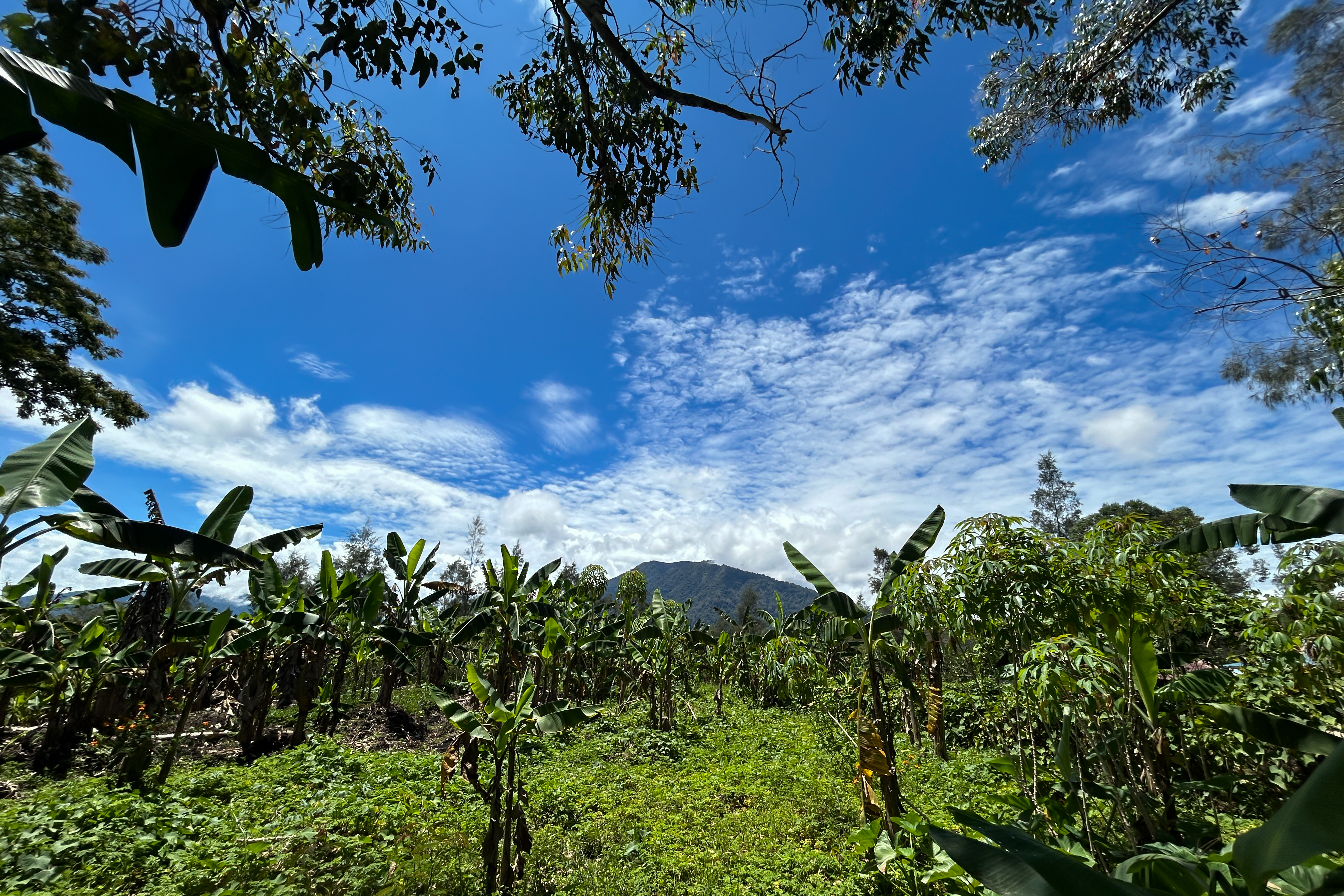 A mountain in the background with tropical vegetation in the foreground.