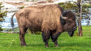 Bison in field