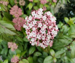 Pink and white flower clusters of Viburnum tinus 'Eve Price'