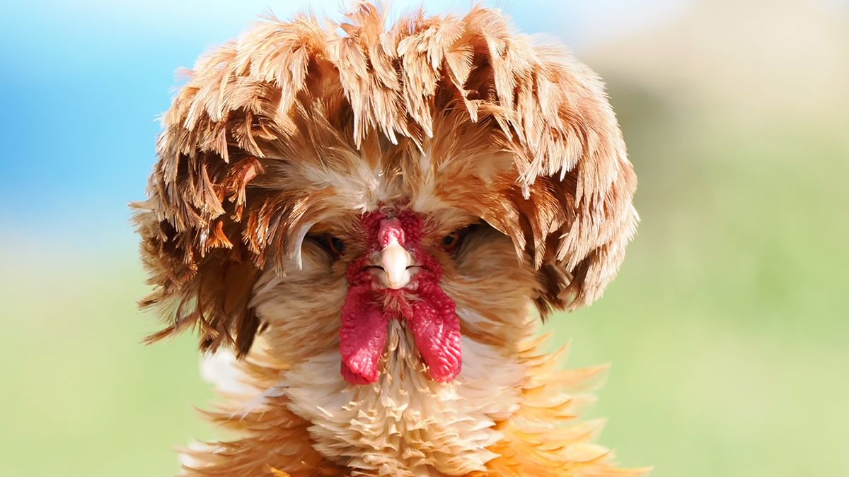 silkie chicken bones