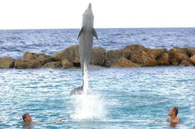 Alberto Contador and Toom Boonen watch on as a dolphin jumps into the air