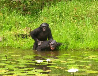 A female bonobo copulating with a male bonobo.