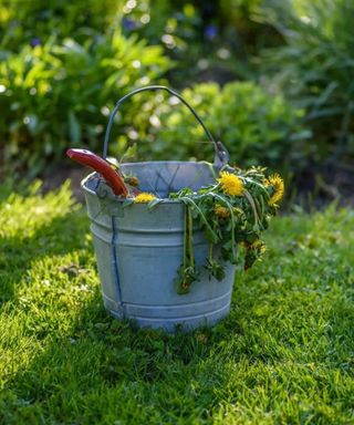A silver bucket of weeds with yellow dandelions and a red gardening tool inside, sat on a green backyard lawn