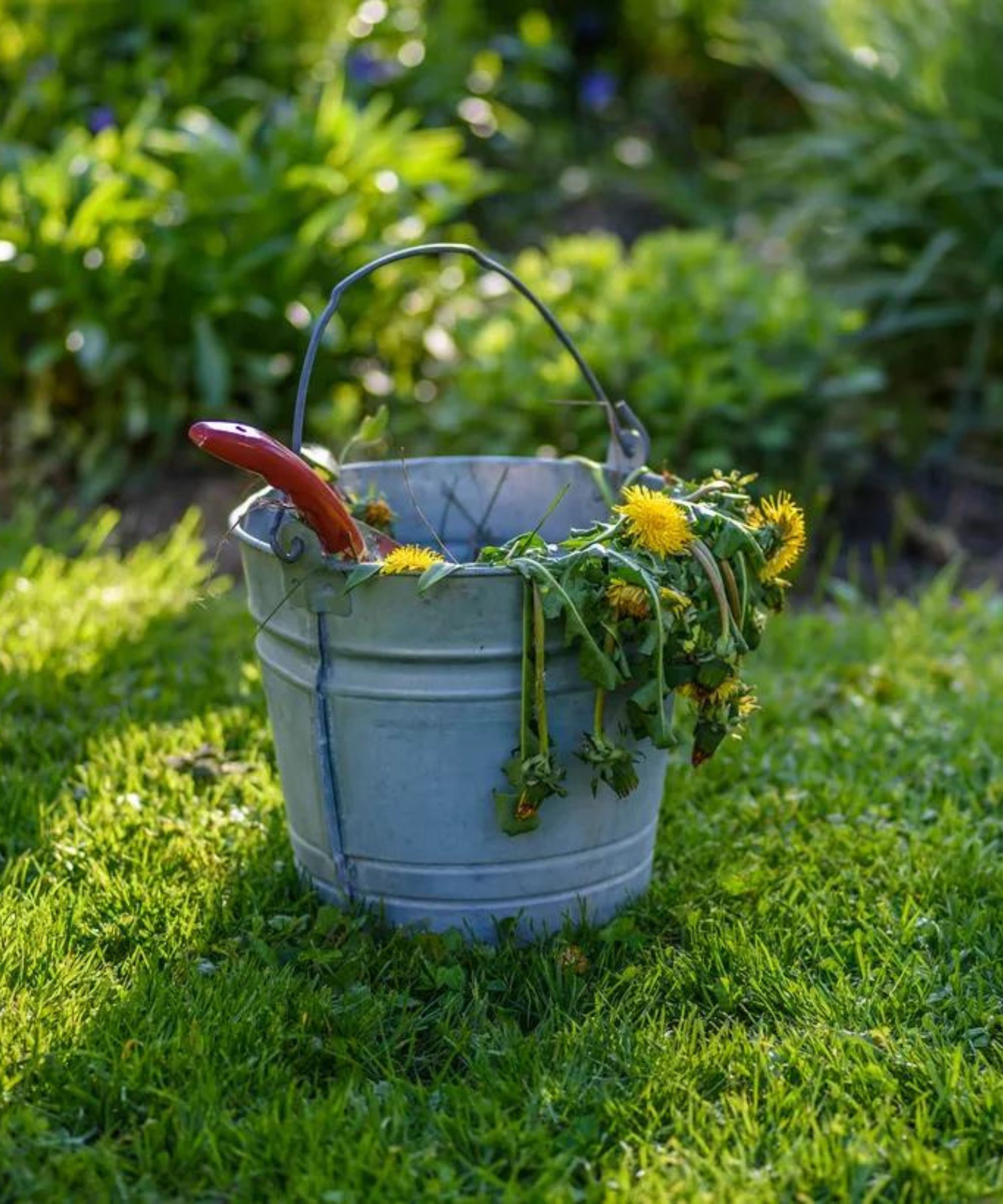 A silver bucket of weeds with yellow dandelions and a red gardening tool inside, sat on a green backyard lawn