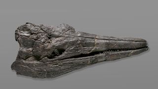 The skull of the new ichthyosaur species Cymbospondylus youngorum is nearly 2 meters long and very well preserved.