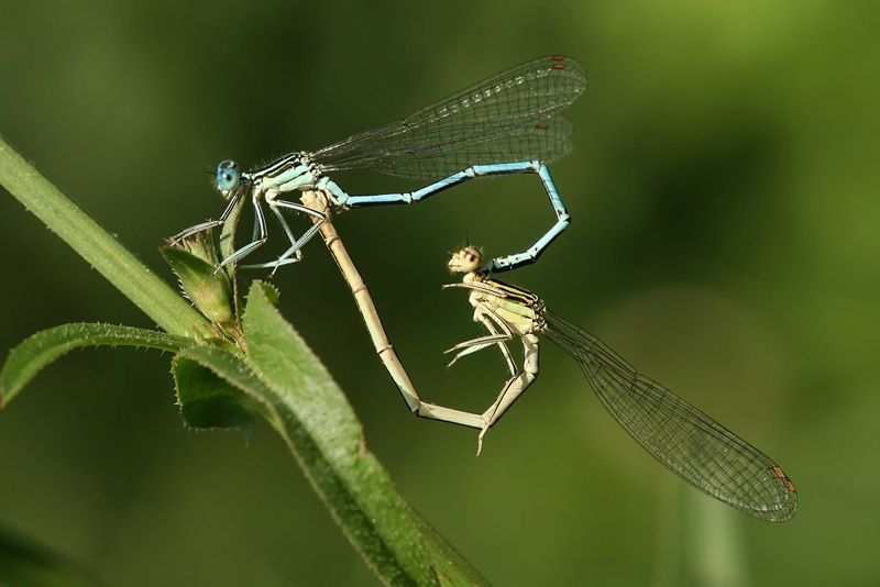 mating dragonflies