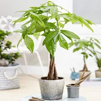 Best indoor plants: Pachira Aquatica