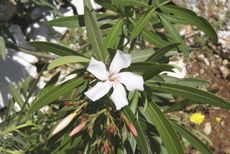 Oleander Bush With Single White Flower