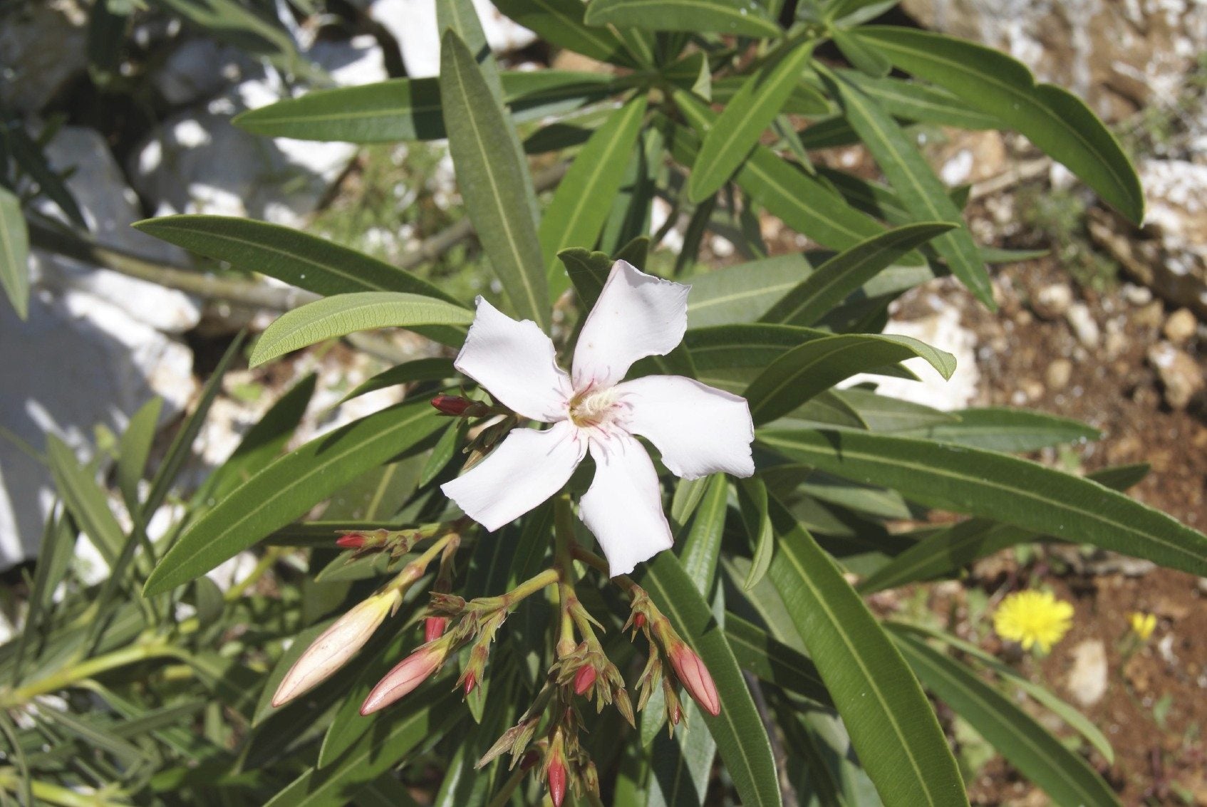 When To Move An Oleander: Tips On Transplanting Oleanders In The Garden ...