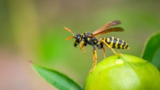 Find out what colors attract and repel wasps
