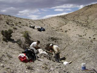 Scientists clean their first find in the hills above the Chubut River in Patagonia.