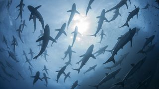 Silky sharks (Carcharhinus falciformis) gather in spring to mate in waters near the island of Roca Partida in Mexico.
