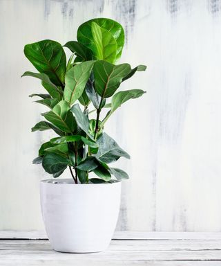 fiddle leaf fig plant growing in a pot indoors
