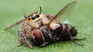 A jumping spider chows down on a fly.