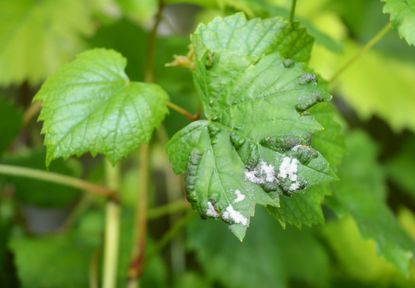 Grape Powdery Mildew