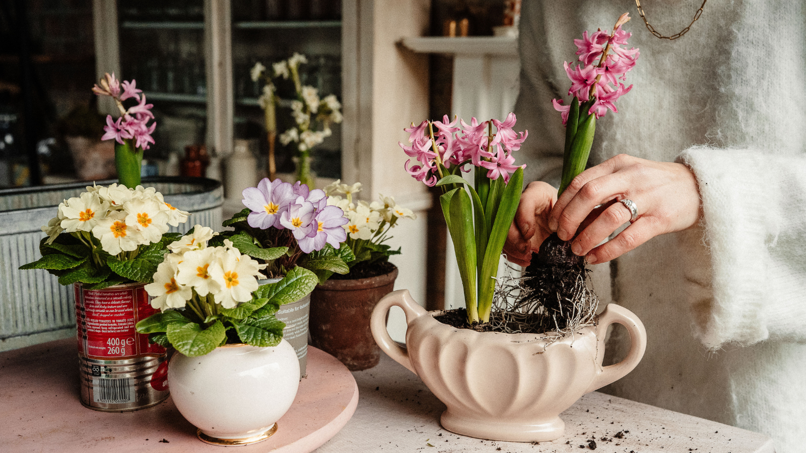 Hands planting pink hyacinths into a pink vintage ceramic container, next to potted primroses