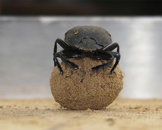 A dung beetle performing a dance on top of its dung ball.