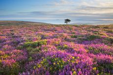 Heather and Gorse Bloom on the Quantock Hills looking towards the Bristol Channel - Somerset - England