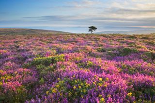 Heather and Gorse Bloom on the Quantock Hills looking towards the Bristol Channel - Somerset - England