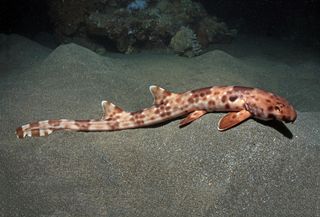 The newfound species of walking shark, &lt;em&gt;Hemiscyllium Halmahera&lt;/em&gt;, grows up to 27 inches (70 centimeters) long and is harmless to humans.