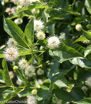 buttonbush Sugar Shack showing white flowerheads