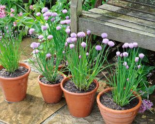 Flowering chives growing in terracotta pots on patio