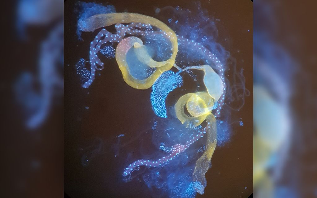 The 100 Best Science Photos of 2019 | Live Science