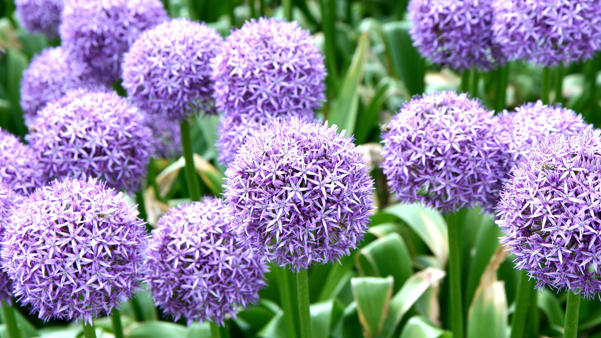 alliums with purple flower heads in garden border