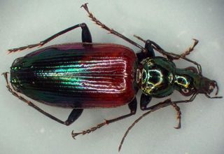 Onypterigia tricolor beetle
