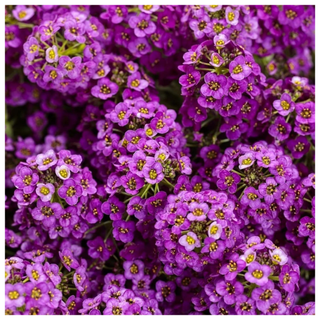 A close-up of a shrub of purple sweet alyssum flowers