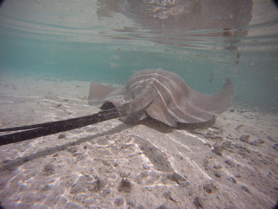 What are stingrays? Live Science