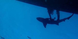 Wet research, leopard shark navigation