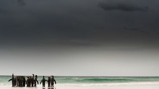 Image by wildlife photographer Tom Mason showing penguins on a beach