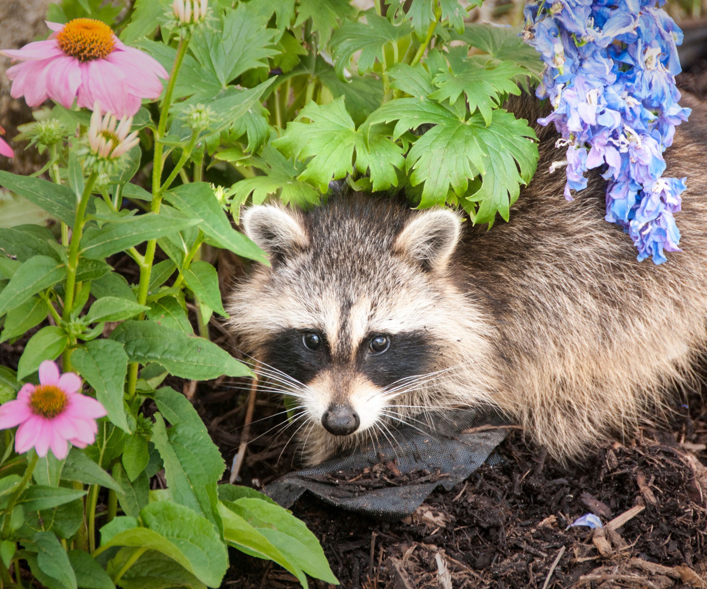 Raccoon digging for food and grub worms in a garden with blue and purple flowers including purple coneflower