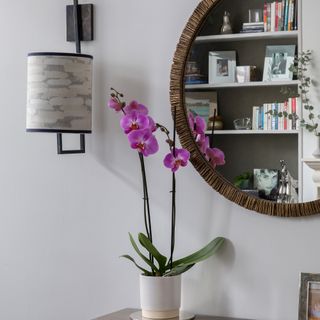 Purple orchid on sideboard by mirror and wall light