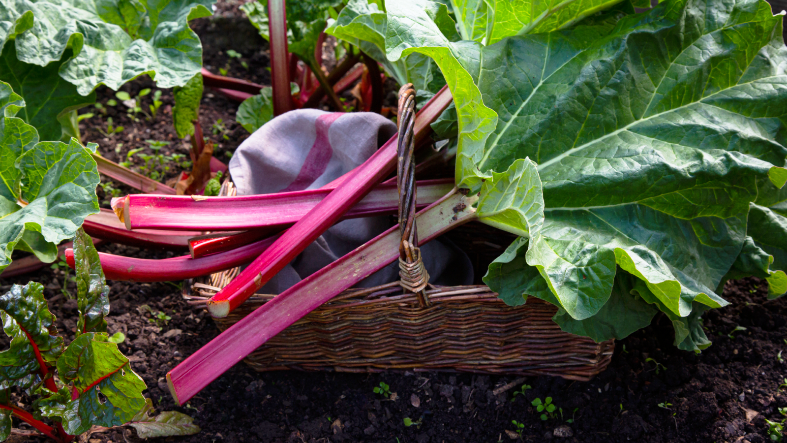 Rhubarb harvest in a wicker basket