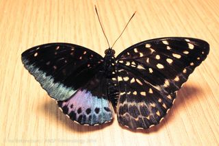 gynandromorph butterfly
