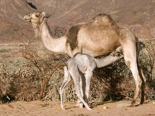 A camel feeds her calf.