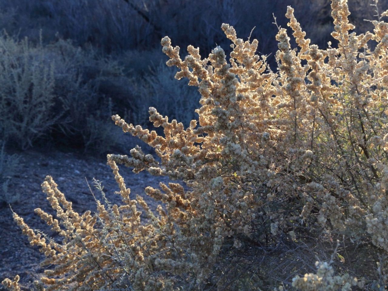 Four-Winged Saltbush