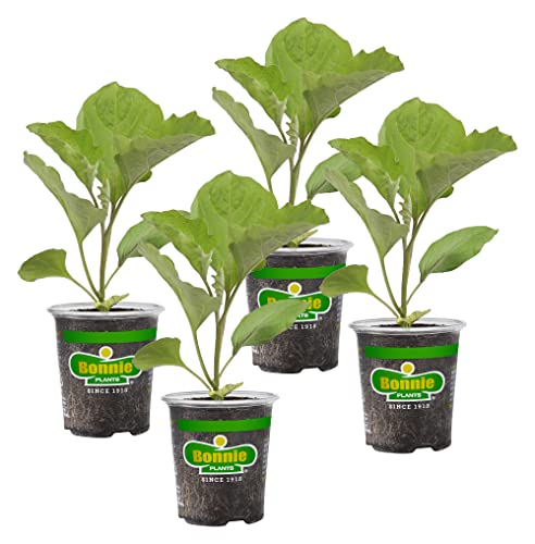 Bonnie Plants Black Beauty Eggplant - 4 Pack Live Plants, 3 - 4 Ft. Tall Plants, Classic Tear Drop Shape Eggplant, Easy to Grow