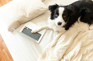 Puppy on a bed with a laptop