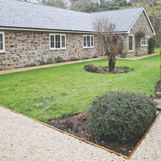 Evergreen plant growing in border of front garden lawn surrounded by gravel path