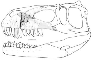 skull reconstruction of Torvosaurus gurneyi