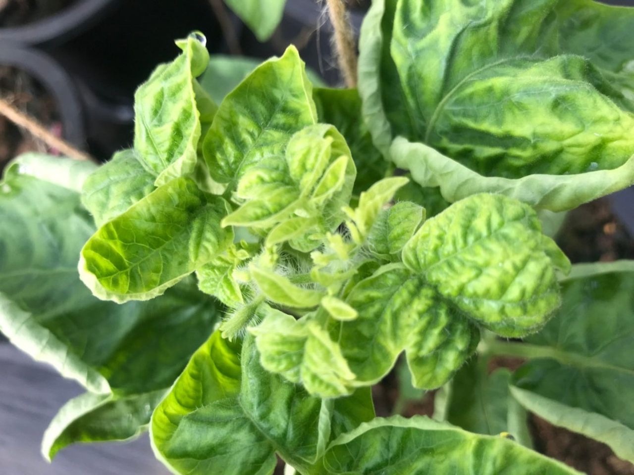 Tomato Curly Top Virus